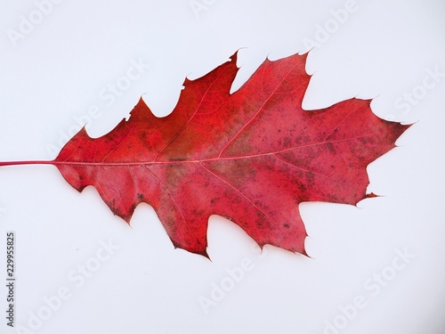 Red fallen oak leaf on white background.
