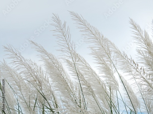White grass flower The background is blue sky and white cloud in the summer concept is fresh and freedom