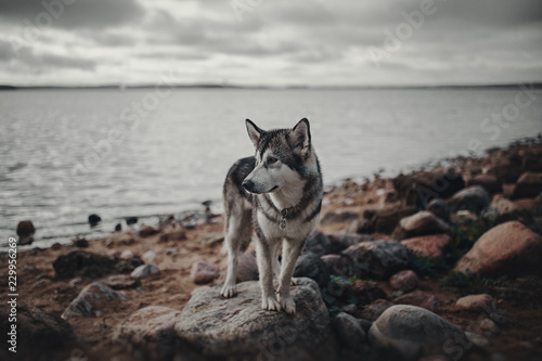 Dog is like a wolf on sea stones photo