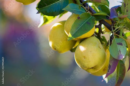 Ripe Grushin branches against the sky photo