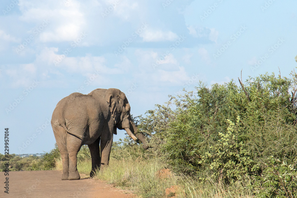 Obraz premium Beautiful Elephant wondering in national park
