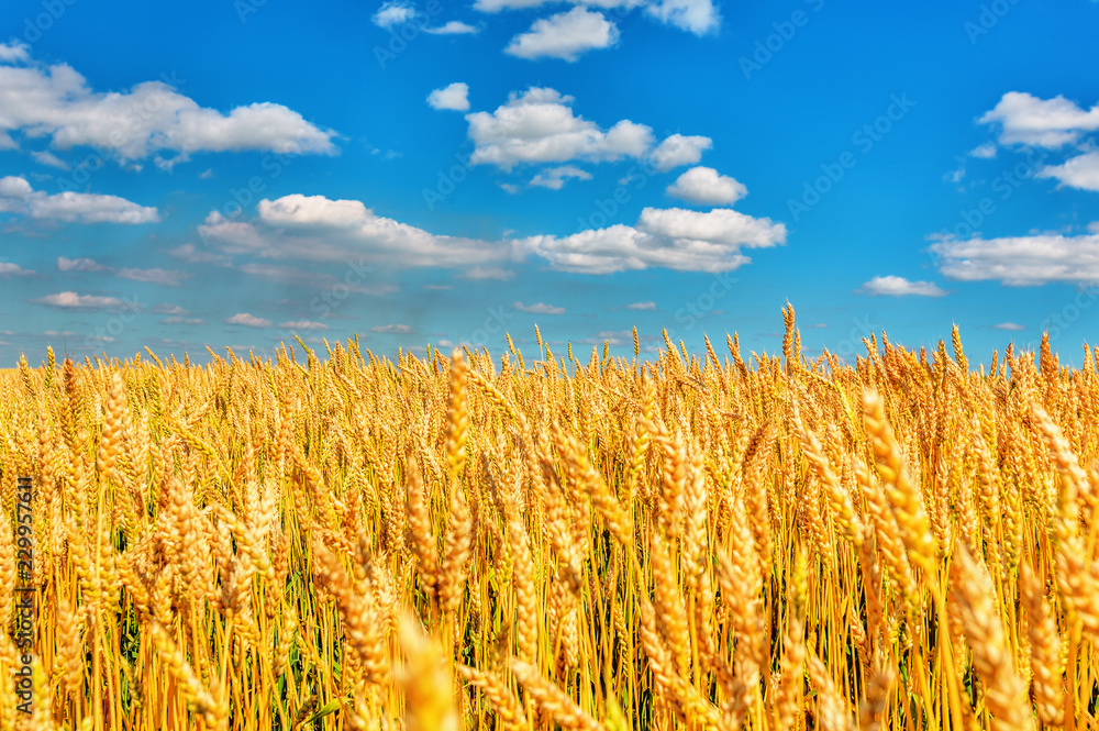 Fototapeta premium Wheat ears and cloudy sky