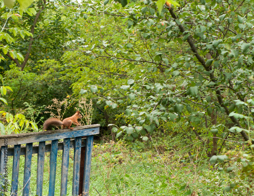 Squirrel sits on a blue wooden fence against the background of trees in the garden in summer