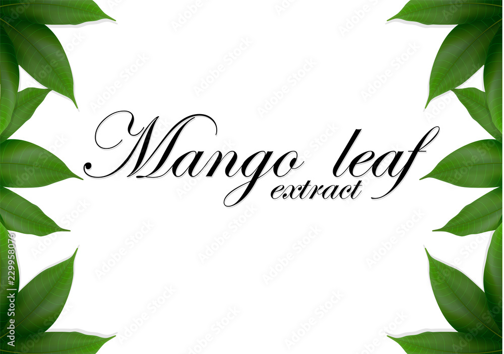 Mango leaves background for banner, celebration, holiday, packaging, poster. Realistic 3d leaf