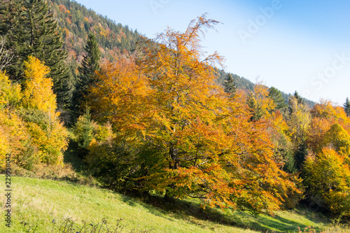Colorful tree on the forest edge, Puchberg am Schneeberg, Austria