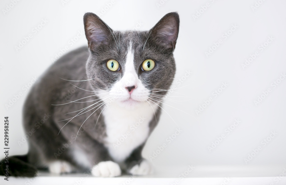 A gray and white domestic shorthair cat crouching