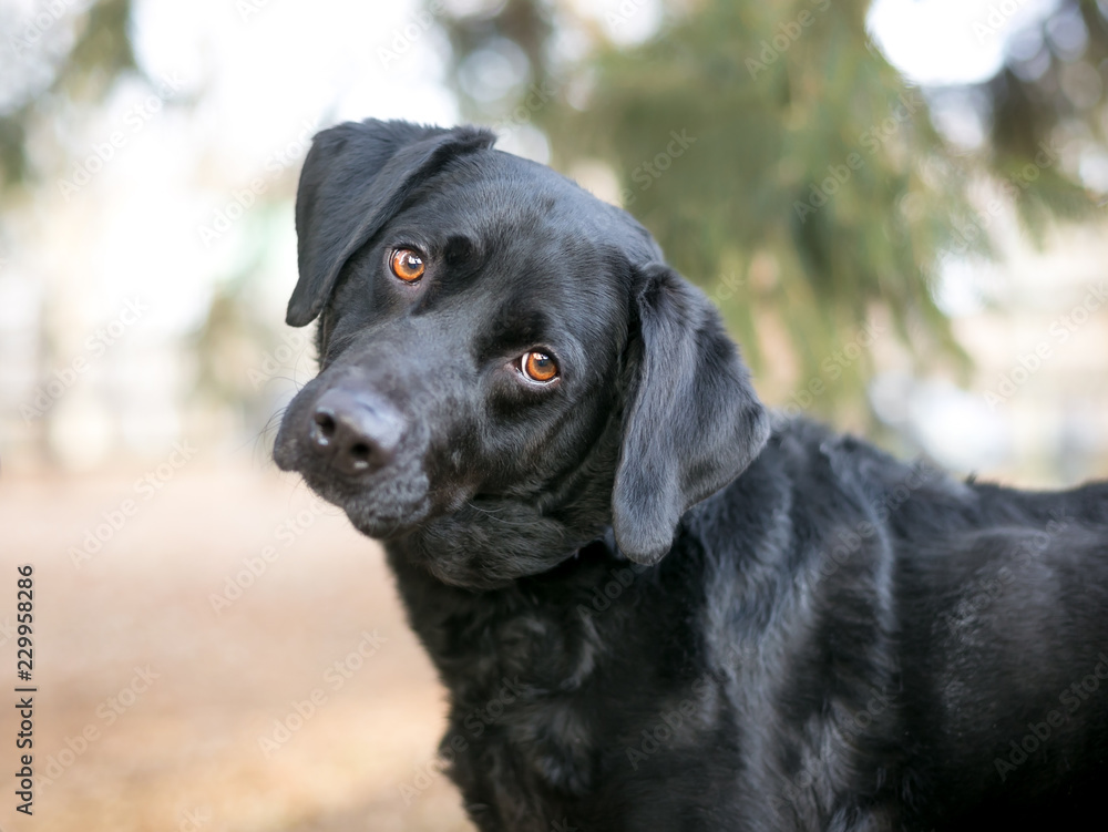 A black Retriever mixed breed dog with brown eyes listening with a head tilt A black Retriever mixed breed dog with brown eyes listening with a head tilt