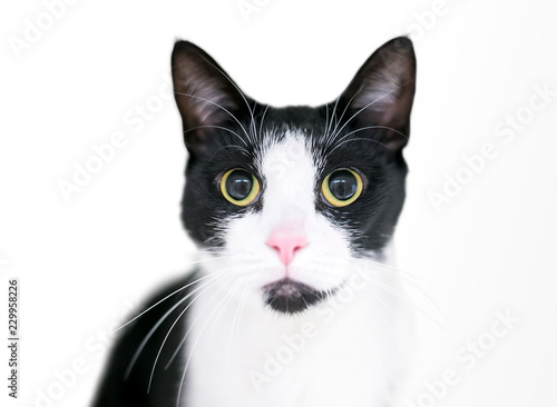 A wide-eyed black and white Tuxedo cat with dilated pupils