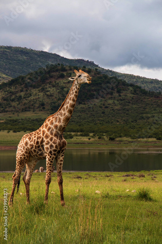 Giraffe wondering under African sky's