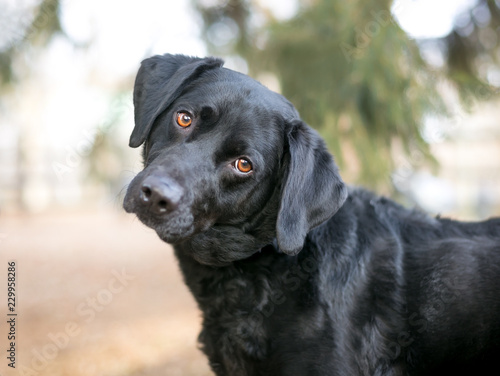 A black Retriever mixed breed dog with brown eyes listening with a head tilt