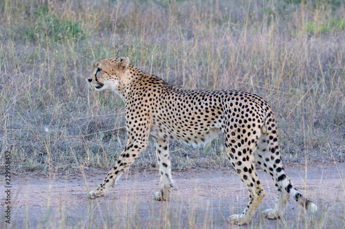 Cheetah (Acinonyx jubatus) walking in the evening light in the Sabi Sands, Greater Kruger, South Africa
