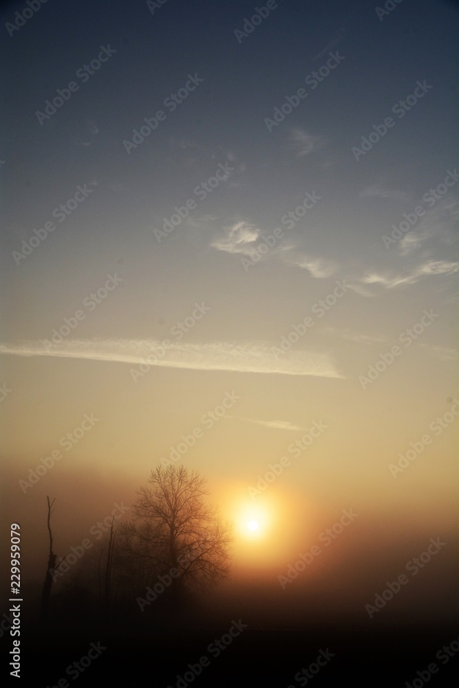 Bäume im Bodennebel Bäume im Bodennebel