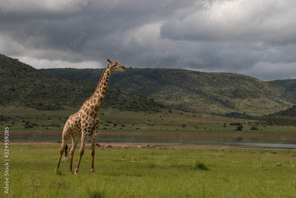 Giraffe eating and wondering under African sky's