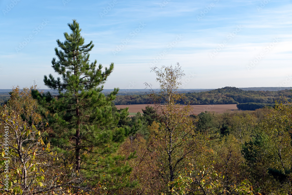 Grands Avaux forest panorama in the French Gâtinais regional nature park