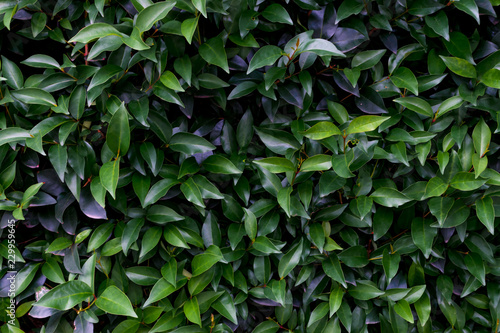 Ficus tree leaves texture