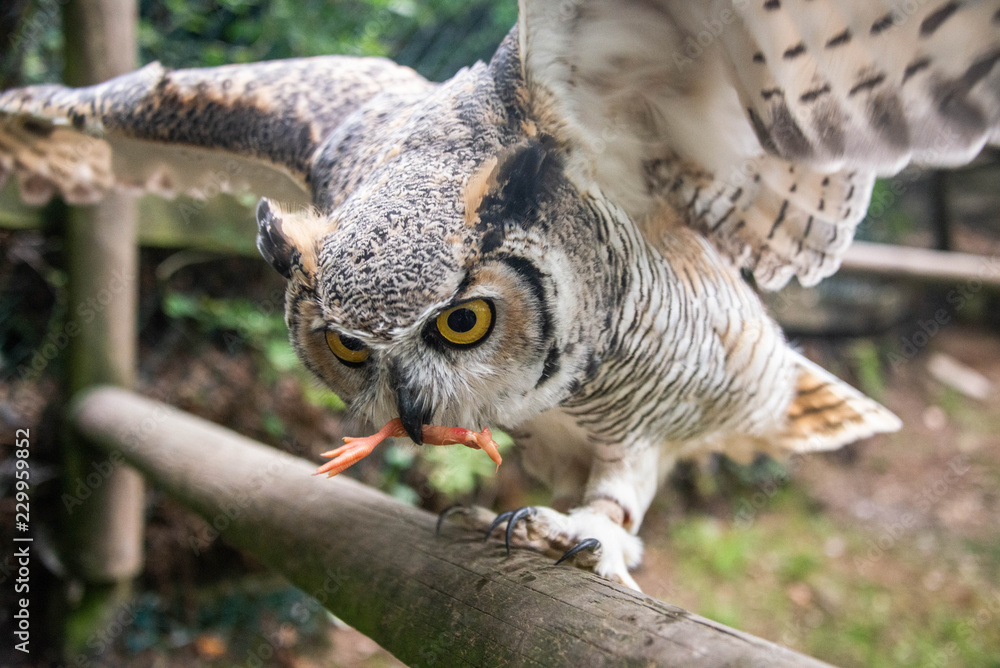 Obraz premium A great horned owl lands on a perch to retrieve a chick leg