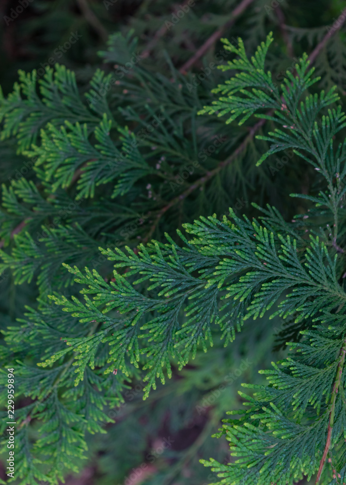 Pine tree leaves texture Pine tree leaves texture