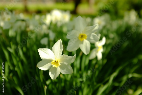 A group of white narcissus in the garden, Spring landscape. © ranniptace
