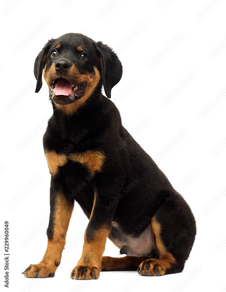 rottweiler puppy sitting in full growth