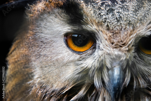 Close up of the face of a European Eagle Owl.