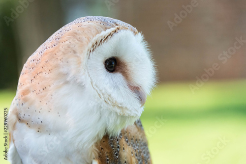 A profile of a barn owl