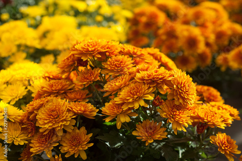 closeup of colorful chrysanthemums at gardening store photo