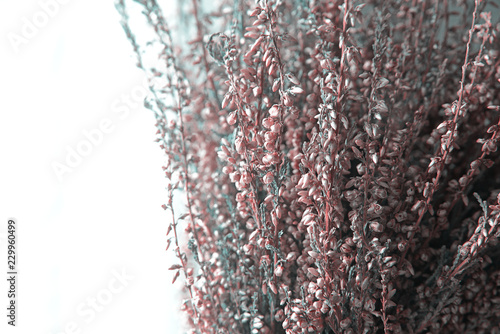 Fototapeta Naklejka Na Ścianę i Meble -  The heather. Dried flower frosty texture 