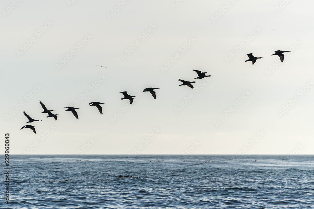 Naklejka premium A flight of cormorants form a line as they take off from the oceans surface, South Africa