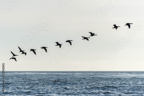 A flight of cormorants form a line as they take off from the oceans surface, South Africa