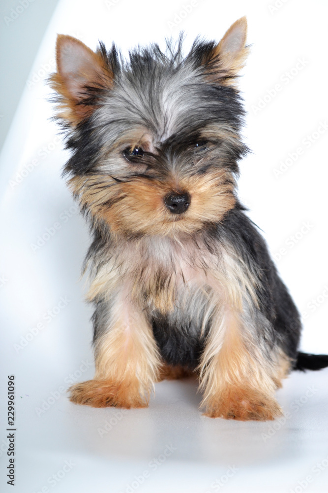 Yorkshire, Terrier, puppy, dog, little dog Yorkshire, Terrier, puppy, dog, little dog