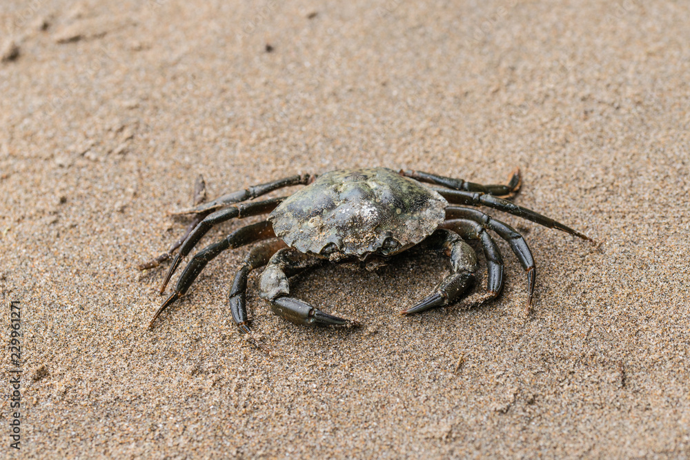 Close up of a brown crab on a beach