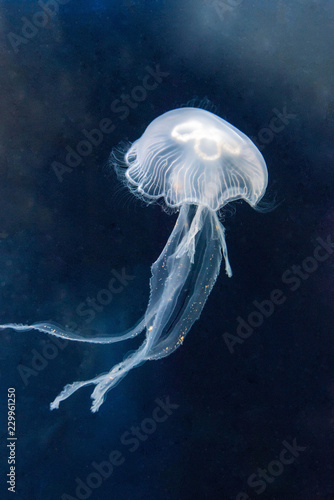 A jellyfish floating in an aquarium.
