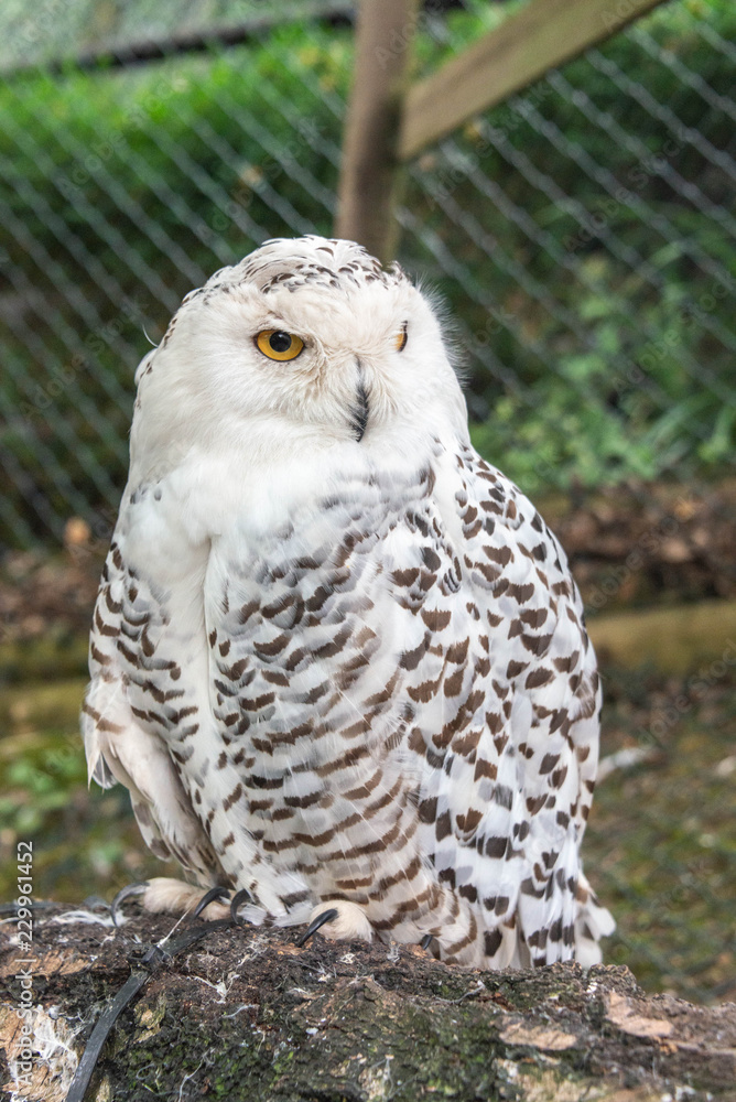 Obraz premium Close up of a female snowy owl