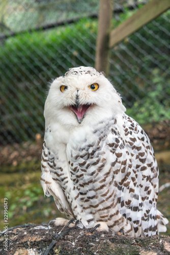 Close up of a female snowy owl