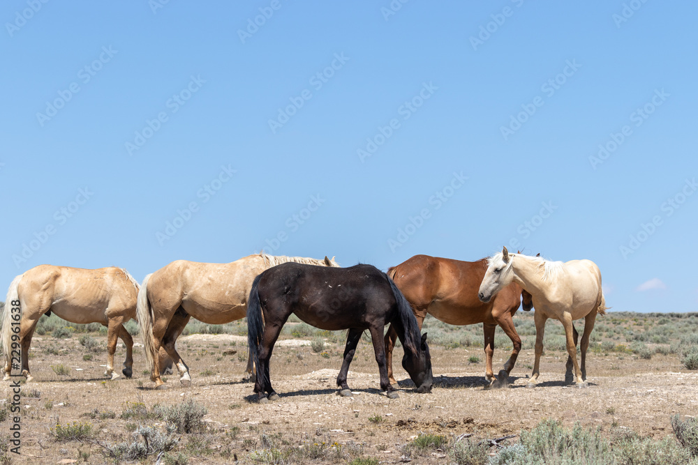 Majestic Wild Horses in the High Desert