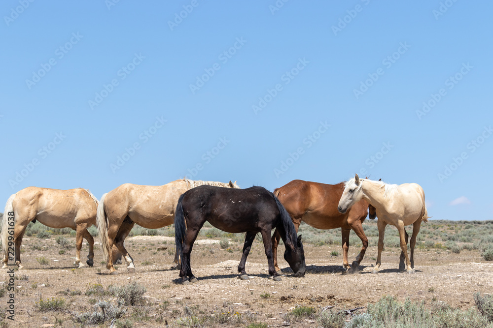 Majestic Wild Horses in the High Desert Majestic Wild Horses in the High Desert