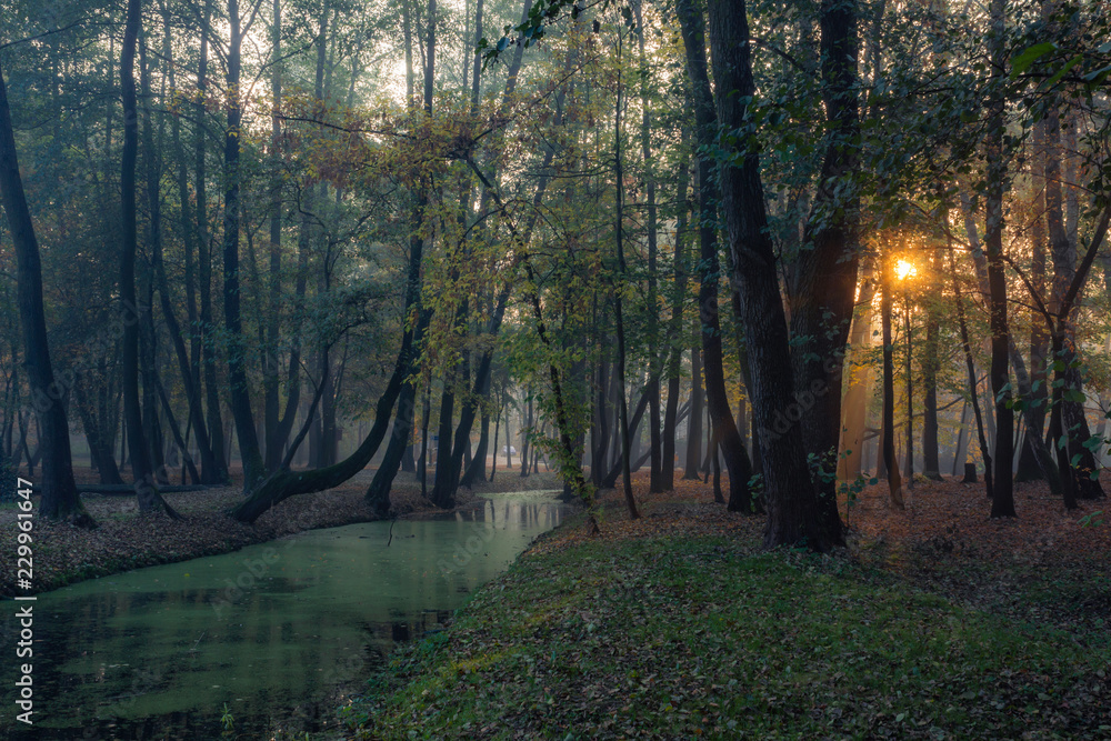 Fototapeta premium Park on a foggy morning in Konstancin Jeziorna, Mazowieckie, Poland