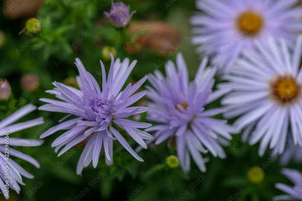 Obraz premium Herbstaster - lila