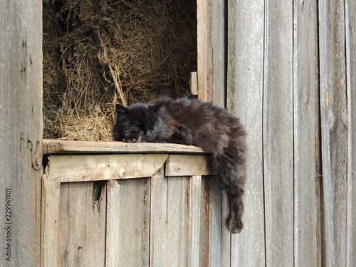 cat on fence