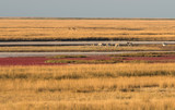 Wild asses and a herd of deer and fallow deer graze in the steppe at sunset.