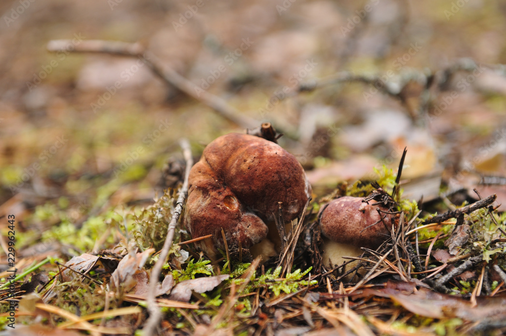 Cepe mushroom Cepe mushroom