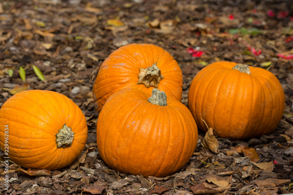 Fototapeta premium Orange pumpkins for Halloween Party