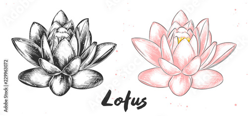 Vector engraved style illustration for posters, decoration and print. Hand drawn sketch of lotus flower in monochrome and colorful. Detailed vegetarian food drawing.