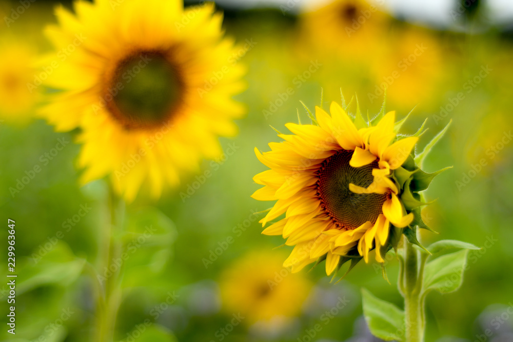 Sonnenblume im Feld