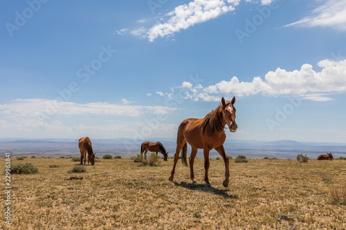 Majestic Wild Horses in the High Desert © natureguy