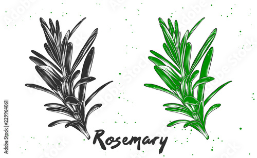 Vector engraved style illustration for posters, decoration and print. Hand drawn sketch of rosemary in monochrome and colorful. Detailed vegetarian food drawing.