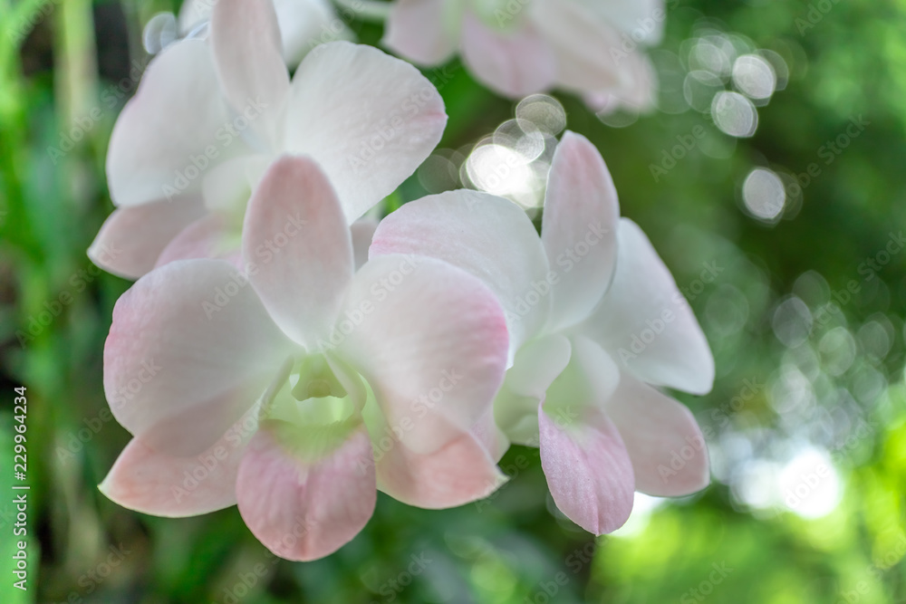 Close up of orchid flowers in the park. Close up of orchid flowers in the park.