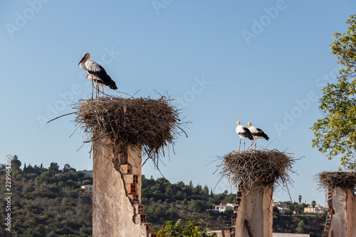 Storchen in der Algarve photo