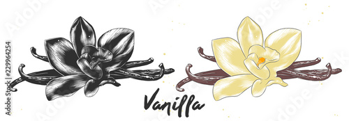 Vector engraved style illustration for posters, decoration and print. Hand drawn sketch of vanilla flower in monochrome and colorful. Detailed vegetarian food drawing.