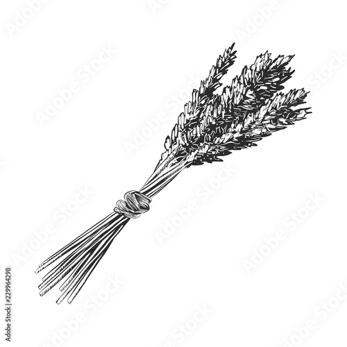 Vector engraved style illustration for posters, decoration and print. Hand drawn sketch of wheat ear, monochrome isolated on white background. Detailed vintage woodcut style